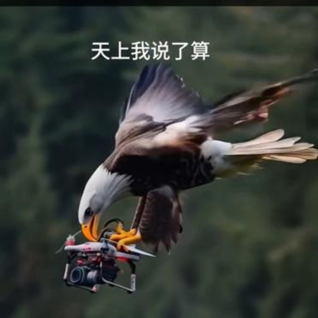 老鹰惜败灰熊，遭遇小败的简单介绍